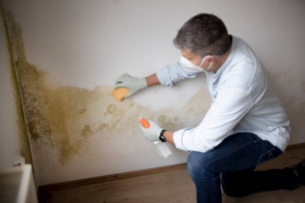Best Dehumidification Services  in Catalina, AZ