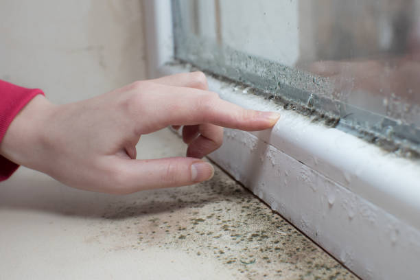 Best Comprehensive Air Testing for Mold Contaminants  in Catalina, AZ