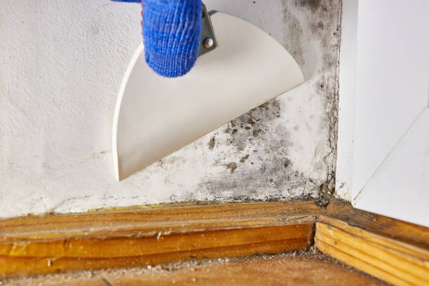 Best Emergency Mold Remediation  in Catalina, AZ