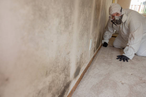 Best Mold Remediation for Healthcare Facilities  in Catalina, AZ